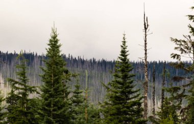 Alberta, Kanada 'daki güzel dağ manzarası