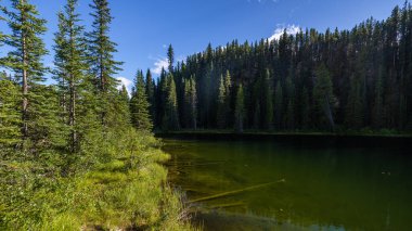 Alberta, Kanada 'daki dağ nehri ile görkemli doğal manzara.