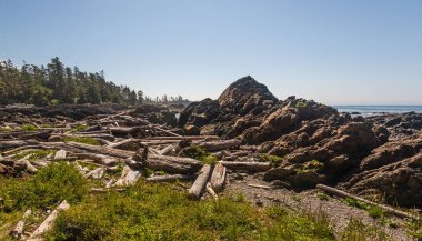Güneşli yaz gününde güzel kır manzarası
