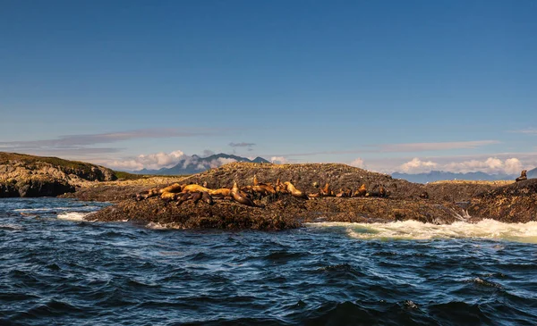 Zeehondenkolonie Rotsachtige Kust Golvende Zee — Stockfoto