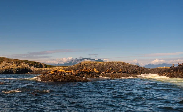 Robbenkolonie Felsiger Küste Und Welligem Meer — Stockfoto