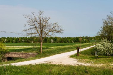 Yazın güzel doğa manzarası ve sakin kırsal alan.