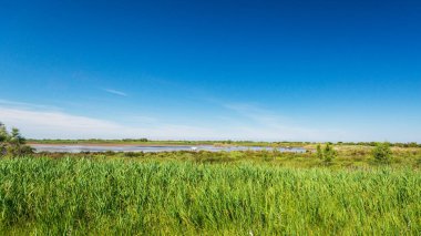 Yazın güzel doğa manzarası ve sakin kırsal alan.