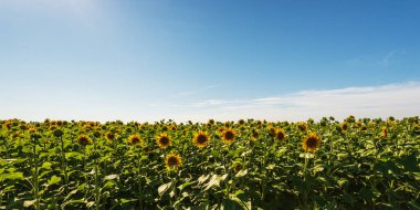 Yeşil tarlalarda açan güzel ayçiçekleri