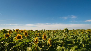 Yeşil tarlalarda açan güzel ayçiçekleri