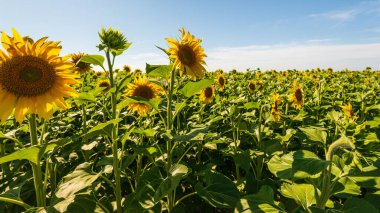 Yeşil tarlalarda açan güzel ayçiçekleri