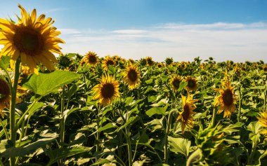 Yeşil tarlalarda açan güzel ayçiçekleri
