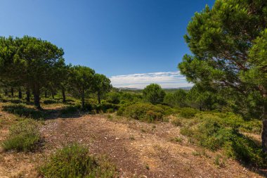 Güneşli yaz gününde güzel kır manzarası