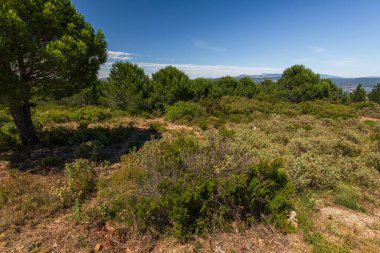 Güneşli yaz gününde güzel kır manzarası