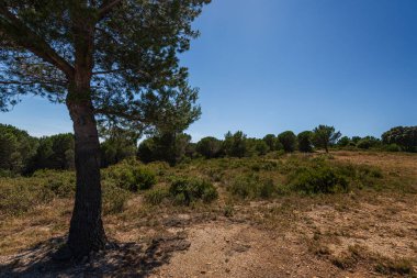 Güneşli yaz gününde güzel kır manzarası