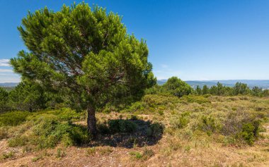 Güneşli yaz gününde güzel kır manzarası
