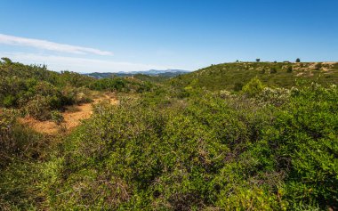Güneşli yaz gününde güzel kır manzarası