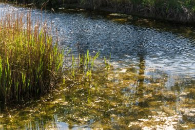 Huzurlu kırsal alan ve ilkbaharda rıhtımı olan güzel kırsal manzara 