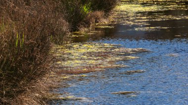 Huzurlu kırsal alan ve ilkbaharda rıhtımı olan güzel kırsal manzara 