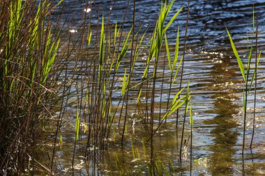 Huzurlu kırsal alan ve ilkbaharda rıhtımı olan güzel kırsal manzara 