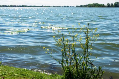 Mincio nehrinin sularında yüzen ördekler, Lombardy, İtalya
