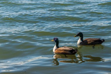 Mincio nehrinin sularında yüzen ördekler, Lombardy, İtalya