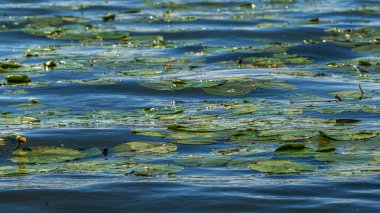 Mincio nehrinin sakin sularıyla güzel doğal bir manzara.