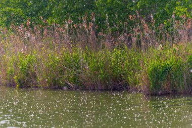 Mincio nehrinin sakin sularıyla güzel doğal bir manzara.