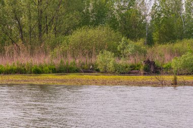 Gün batımında Mincio Nehri manzarası Lombardy, İtalya