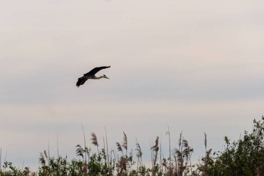 İlkbaharda vahşi hayatta güzel leylekler, Lombardiya, İtalya 