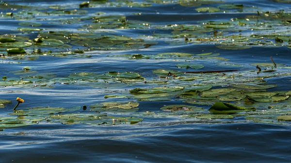 Piękna Scena Naturalna Spokojną Wodą Rzeki Mincio — Zdjęcie stockowe