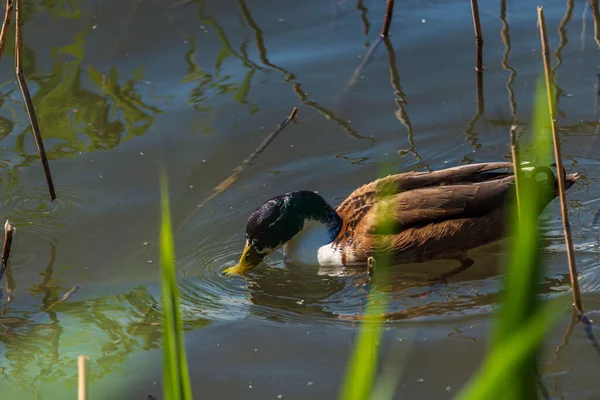 Vue Rapprochée Canard Flottant Sur Des Eaux Calmes — Photo