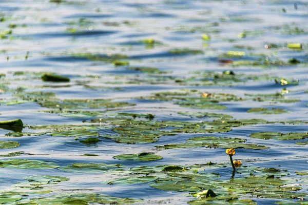 Piękna Scena Naturalna Spokojną Wodą Rzeki Mincio — Zdjęcie stockowe