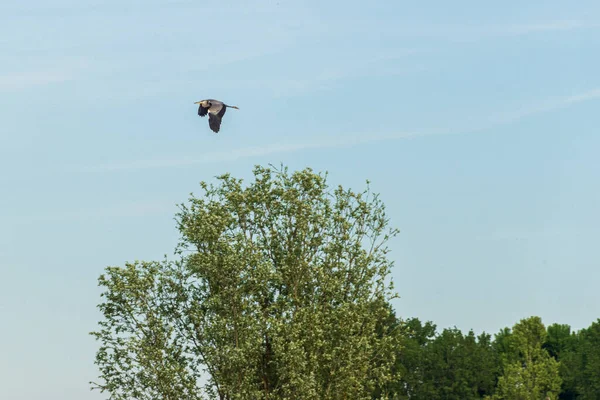 Beautiful Stork Wildlife Springtime Lombardy Italy — Stock Photo, Image