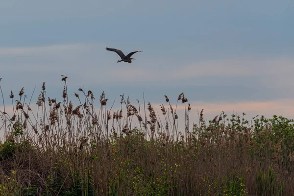 Beautiful Stork Wildlife Spring Lombardy Italy — стоковое фото