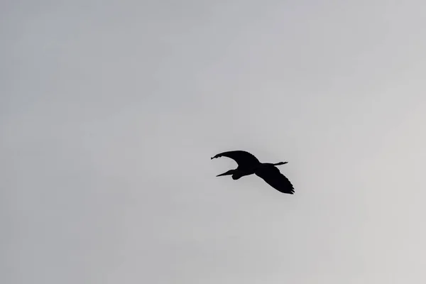 Beautiful Stork Wildlife Springtime Lombardy Italy — Stock Photo, Image