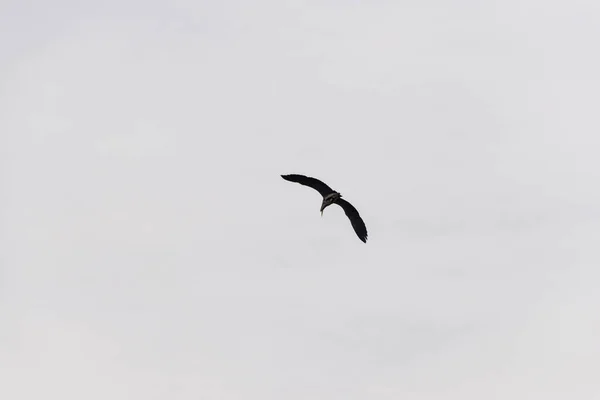 Low Angle View Wild Bird Flying Cloudy Sky — Stock Photo, Image