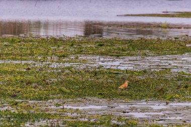 Sabahları Mincio nehrinin güzel manzarası, Lombardy, İtalya