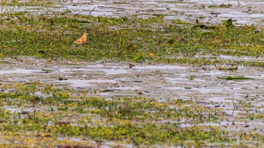 Mincio nehrinin sakin sularıyla güzel doğal bir manzara.