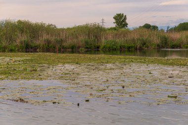 Gün batımında Mincio nehrinin güzel doğal manzarası, Lombardy, İtalya
