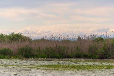 Lombardy, İtalya 'daki Mincio Nehri' nin güzel doğal manzarası.
