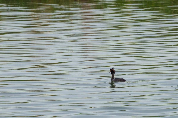 cute little duck floating on calm water