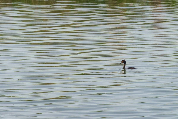Pato Pequeno Bonito Flutuando Água Calma — Fotografia de Stock
