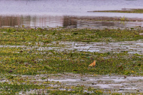 Sabahları Mincio nehrinin güzel manzarası, Lombardy, İtalya