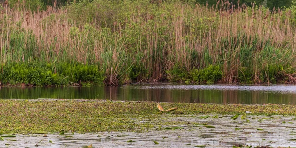 Mincio nehrinin sakin sularıyla güzel doğal bir manzara.