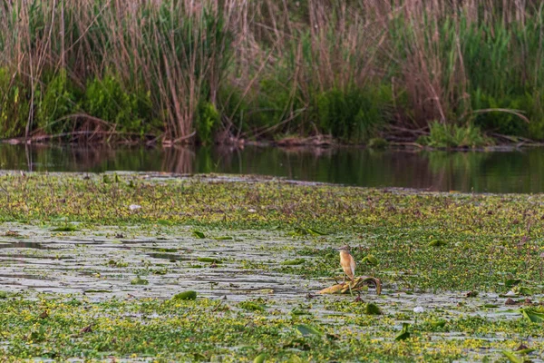 Belle Scène Naturelle Avec Eau Calme Rivière Mincio — Photo