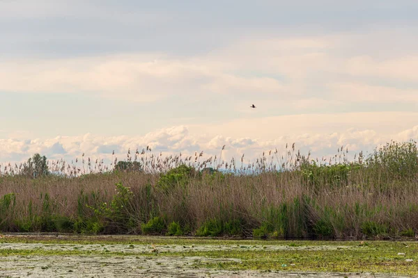Sabahları Mincio nehrinin güzel manzarası, Lombardy, İtalya