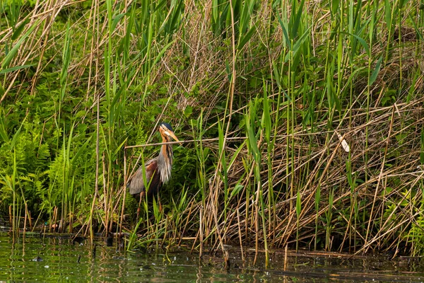 美丽的苍鹭鸟栖息在乡村风景中的河边 — 图库照片