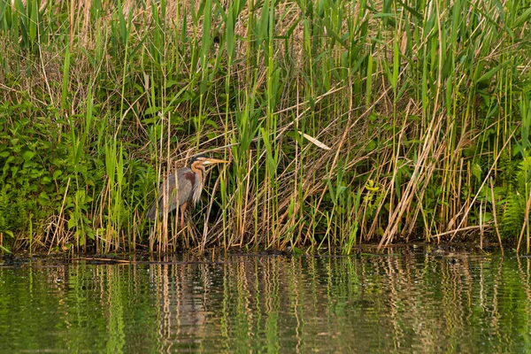 Schöner Reiher Flussnähe Ländlicher Landschaft — Stockfoto