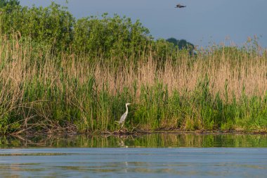 İlkbaharda vahşi hayatta güzel leylekler, Lombardiya, İtalya 