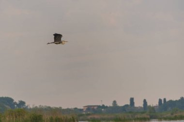 İlkbaharda vahşi hayatta güzel leylekler, Lombardiya, İtalya 