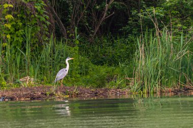 İlkbaharda vahşi hayatta güzel leylekler, Lombardiya, İtalya 