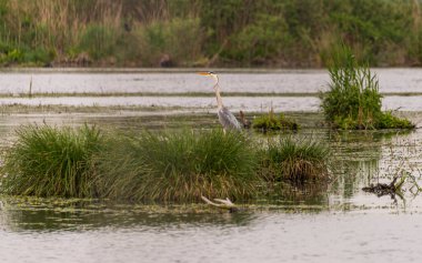 İlkbaharda vahşi hayatta güzel leylekler, Lombardiya, İtalya 