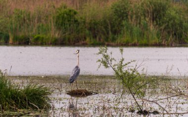 Gün batımında Mincio Nehri manzarası Lombardy, İtalya