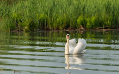 Vahşi yaşamın sakin sularında görkemli beyaz kuğu